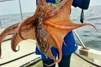 東京湾で＆初心者でも楽しめる「タコ」釣り！  意外な “野生の迫力” リアル体験と、新鮮で濃厚な旨味グルメとは！  タコエギ「5時間10杯超え」レポ 