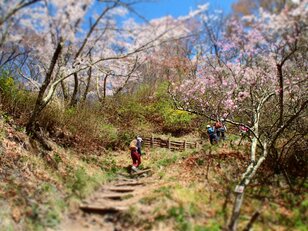 「今が旬！」”スプリングエフェメラル” 花のトレイルを歩きに行こう！【2023年・信州編】