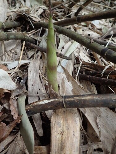 苗場スキー場の「タケノコ山」でタケノコ採り！ ＜新潟県