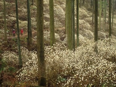 明るく輝くトレイルを歩こう！ ミツマタの花咲く焼森山と鶏足山へ【お