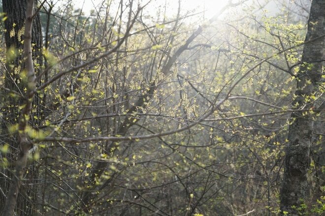 【連休明けハイキングはここに注目】5月の山の楽しみは景色だけじゃなくて「目の前」にもある＜樹上編＞の画像012