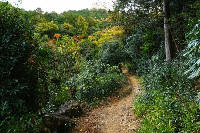 「11月の京都で静寂を楽しむ」 ごった返す観光地から離れ、低山のトレイルに没入する＜京都一周トレイル・大文字山＞【月めくりの低山カレンダー #11】の画像003