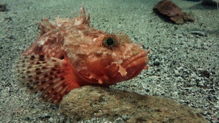 人気の「カサゴ」狙いで釣れがち！  しかもそっくり！「毒のある外道・3選」 初心者が知るべき「見分け」のポイント 