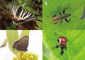 頂上付近は“まだ春の生きもの”が活動中「7月の越後駒ケ岳」動植物観察ガイド【キジ博士のナチュラリスト入門 vol.6】の画像003