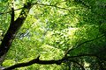 【島旅・シー・トゥ・サミット】「宮島・弥山の登山ルート」広島で青もみじの山＋海の幸＋観光＝「大人の修学旅行！」 2022年・広島県・厳島の画像021