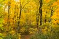 【紅葉＆登山】一面が黄色に染まるブナの原生林！ 紅葉真っ盛り！ 錦秋のトレイルを歩く中西山トレッキング 長野県長野市鬼無里・2023年の画像010
