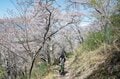 【こんな贅沢な山は他にない！】お花見ハイキングの名所「光城山」のお出かけ前に押さえるべきポイント解説の画像002