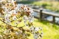 【渓流釣り】新緑の季節、美しい渓は水生昆虫たちのパラダイスだった！  “フライフィッシング”  栃木県｜2026年の画像001