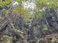 【首都圏近郊】1時間半で登頂できる山梨の隠れ名山「小楢山」紅葉の見頃はもうすぐ！の画像017
