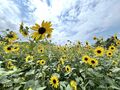 真夏の太陽に輝く「宝石のハチ」は、青い彫金ボディに頑丈な鎧をまとった “中世の騎士”！！  初対面なのに【とんでもない展開が待っていた！】 東京都・2024年の画像002