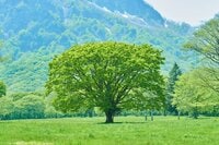 “5月こそ”がキャンプのベストシーズンなワケとは？『初夏が気持ちいい！  グリーンシーズンに最適なキャンプ場』3選【絶景キャンプ場ガイド-言葉を失うほどの風景に会いに行こう- vol.9】