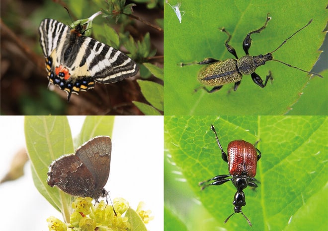 頂上付近は“まだ春の生きもの”が活動中「7月の越後駒ケ岳」動植物観察ガイド【キジ博士のナチュラリスト入門 vol.6】の画像003