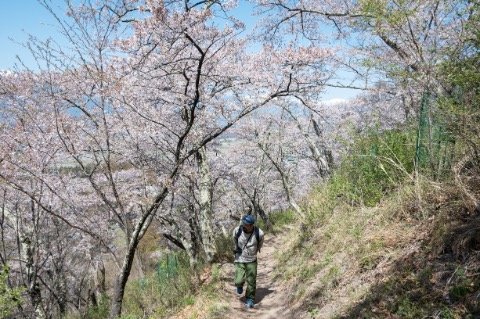 【こんな贅沢な山は他にない！】お花見ハイキングの名所「光城山」のお出かけ前に押さえるべきポイント解説の画像002
