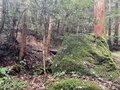 ＜紅葉前に“関西屈指”のススキの大海原もお見逃しなく！＞大阪市内から“車で小一時間で行ける”「岩湧山」ハイキングルート【里山アドベンチャー！ソトアソ日和 vol.７】の画像026