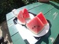 【夏山登山】夏空の下、風に揺られる高山植物の女王「コマクサ」に会いに行く！  2024年の画像007