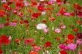 「天空のポピー」彩の国を彩る絶景はまさに楽園【埼玉県・東秩父村/皆野町/長瀞町】の画像010