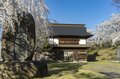 【ゴールデンウィーク直前】北信濃・春の絶景スポット4選！  「雪国にも遅い春がやってくる」千曲川の情緒あふれる花の景色 2022年・長野県の画像007