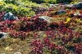 真っ盛りの紅葉を抜け、荒涼とした山頂部へ！  シマリス駆ける北海道、大雪山「赤岳」の美しすぎる絶景・紅葉狩り登山  2024年の画像007