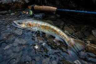 【渓流釣り】沈めて浮かせて……「そっぽを向かれても無視されても、夢中で誘い続けたフライフィッシング！」 神流川・群馬県上野村｜2026年
