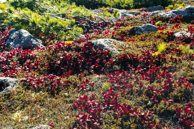 真っ盛りの紅葉を抜け、荒涼とした山頂部へ！  シマリス駆ける北海道、大雪山「赤岳」の美しすぎる絶景・紅葉狩り登山  2024年の画像007
