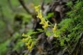 山中の植物に「春から初夏への移り変わり」を感じるお手軽ハイキングルート＜奥多摩・御前山＞の画像001
