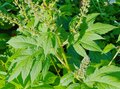 「近づくな！」秋の花粉症を引き起こす「3種のヤッカイ植物」調査レポートの画像001