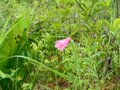南会津、準絶滅危惧「ヒメサユリ」を愛でる花旅へ＜福島県＞の画像005