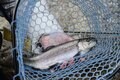 人気の「エリアトラウト」とは？  手軽でも奥深い「管理釣り場」での釣り方や道具と「守るべきマナー」の画像001