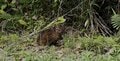 2.22（にゃんにゃんにゃんの日）世界自然遺産、太古から島に息づくキングオブ島猫「ヤママヤー」【琉球島猫百景〈特別編〉沖縄県・西表島】の画像001