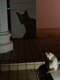 愛くるしい猫たちは高い透明度を誇るパナリ島の海のようだった【琉球島猫百景 vol.19「八重山の離島の猫たち」沖縄県／新城島＆小浜島】の画像007