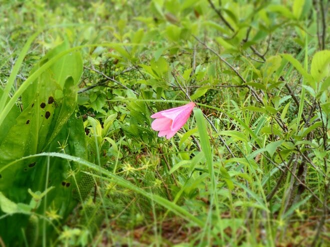 南会津、準絶滅危惧「ヒメサユリ」を愛でる花旅へ＜福島県＞の画像005