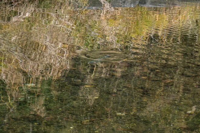【渓流釣り】難しいほどに夢中になる釣り人の性！  流れに見え隠れする魚体、疑り深いニジマスをどうにか釣りたい一心で2週連続の長距離移動「鮎沢川冬季キャッチ&リリース」 静岡県｜2025年の画像003