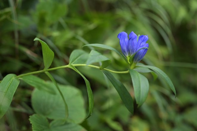 1時間で登れる「日本百名山」那須岳の花はすっかり「秋の気配」の画像010