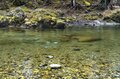 清流「大芦川」解禁日！【驚愕の人出】で大盛況！ 水面を割って躍り出る「美ヤマメ」の春・2022年4月の画像004