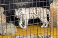 気分は冒険家！  山口県・秋芳洞「地下100m」日本屈指の「洞窟探検」と猛獣を間近で観られる「体験型サファリランド」の黄金ルートを紹介の画像004