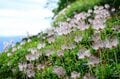 生態系の一部としての登山道は作れるか？  自然から学ぶ「新しい道」の作り方【100年先までつなぐ、大雪山の自然と登山道 vol.2】の画像008