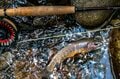 【渓流釣り】まるで宝石のように美しい渓流魚！  北の大地でオショロコマに出会う  北海道・2024年の画像007