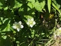 ロープウェイで一気に楽々「2612mの世界へ」千畳敷のお花畑が見頃ですの画像003