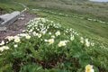 秋田の名峰「秋田駒ヶ岳」 8合目から約1時間半で登頂OK！  ニッコウキスゲ・チングルマ・ヒナザクラが迎える夏のトレッキングの画像005