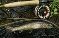 【渓流釣り】「今シーズンは例年以上！？」 盛んにライズする良型揃いの “原種イワナ” たち！  パラダイスのような高原のプールでフライフィッシング   “長野県志賀高原“ 2025年の画像004