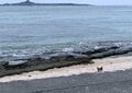 春雨の備瀬フクギ並木で出会った待ち猫たち【琉球島猫百景 vol.11　沖縄県本部町】の画像007