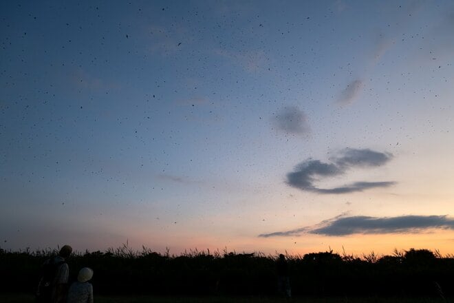 【バードウォッチング】必見！ 古都・平城宮跡の夕焼けに舞う6万羽のツバメ  “日本最大級”のねぐら入りに460人が魅了された！  奈良県｜2026年の画像006