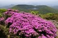 霧島の春はハイライト！  ピンクの絨毯“ミヤマキリシマ”を纏った「韓国岳＆高千穂峰」5月中旬～6月中旬が見頃！【鹿児島県霧島市・宮崎県えびの市】の画像003