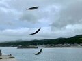 「100匹釣れる」かも？  初心者、子ども連れにおすすめの「サビキ釣り」！  ゴールデンウィークは堤防でアジやサバを釣りまくり！の画像002