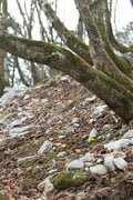 早春に咲くフクジュソウ群落を求めて！ 花の百名山　藤原岳〈三重県・滋賀県〉の画像003