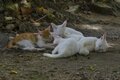 「ミャークヌカギマユ（宮古の美しい猫）」穏やかな子育ての風景に心が和む【琉球島猫百景 vol.08　宮古島〈1〉】の画像004