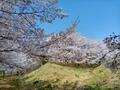 知る人ぞ知る「絶景のサクラ並木」総距離5km・1700本「虎山の千本桜」コスプレイヤーも集う「まるで異世界」写真映えスポット【埼玉県東秩父村】の画像004