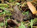 夏に見られる「動く落ち葉」の正体。驚くべき虫たちの隠れ身の術【あなたのすぐそばにいる「季節の虫」の探し方 vol.8】の画像006