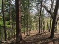 【ハンモックの夏を快適に】虫対策の知識あれこれ＜場所探し編＞【ハンモックハイキング -基礎と応用- vol.13】の画像004