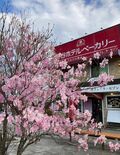 “天空の湯” から日光国立公園の絶景を望み “極上のブッフェ” に舌鼓　大江戸温泉物語が手掛ける「コスパ最強 至福の温泉リゾート」【TAOYA日光霧降オープンイベント】の画像023